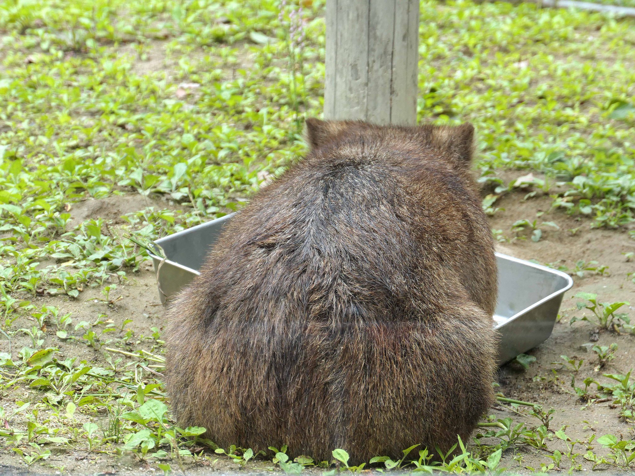 Riri Twitterren フクちゃんの後ろ姿 かわいいです Wombat Fuku What A Cute From Behind Wombat ウォンバット 五月山動物園 Riri Twitterren フクちゃんの後ろ姿 かわいいです Wombat Fuku What A Cute From Behind Wombat ウォンバット 五月山動物園