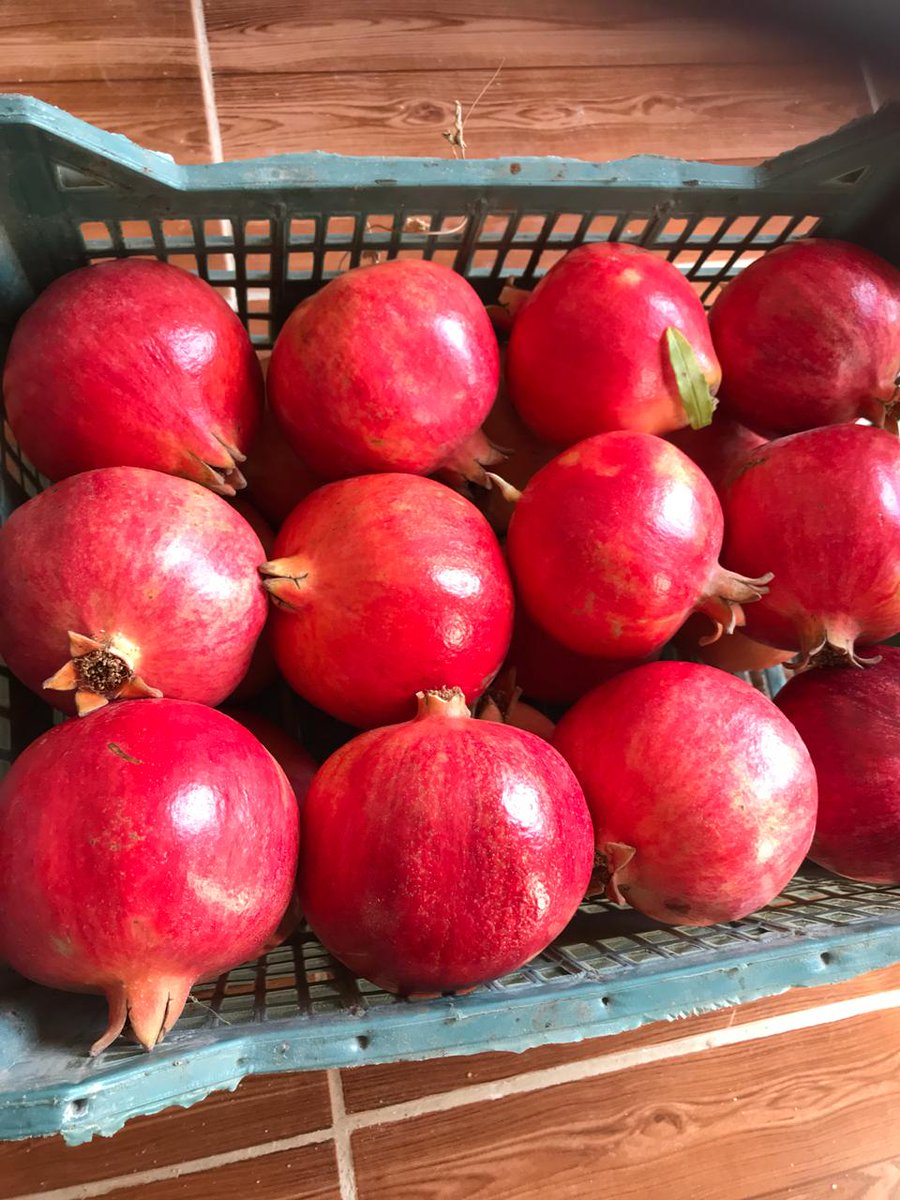 GreenNatureEg's tweet photo. Now We Are Ready To Export Fresh Pomegranate To All Over The World Market .
🍉🍉🍉🍉🍉🍉🍉🍉🍉🍉
For All Your Inquiries Dont Hesitate To Contact Us .
Email : ezz.farghaly@gnegypt.com
Wats App : +20 1033351200
We Chat : ezzferghaly
Website : https://t.co/VC0MYUTaW9 https://t.co/xAmuqvIOLb