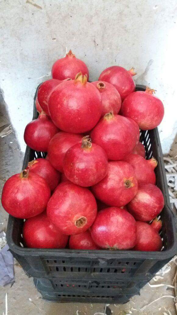 GreenNatureEg's tweet photo. Now We Are Ready To Export Fresh Pomegranate To All Over The World Market .
🍉🍉🍉🍉🍉🍉🍉🍉🍉🍉
For All Your Inquiries Dont Hesitate To Contact Us .
Email : ezz.farghaly@gnegypt.com
Wats App : +20 1033351200
We Chat : ezzferghaly
Website : https://t.co/VC0MYUTaW9 https://t.co/xAmuqvIOLb