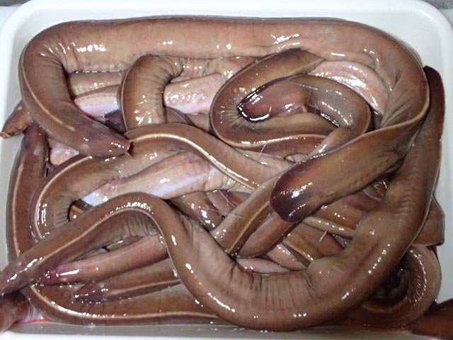 呑んべぃ親父 穴子の浜焼きと呼ばれていますが 実はメクラウナギともヌタウナギとも呼ばれる深海魚 子どもの頃は味も匂いも見た目も苦手でした 今は食べれるから 大人の味なのでしょうね 笑 呑んべぃ親父 穴子の浜焼きと呼ばれていますが 実はメクラウナギともヌタウナギとも呼ばれる深海魚 子どもの頃は味も匂いも見た目も苦手でした 今は食べれるから 大人の味なのでしょうね 笑