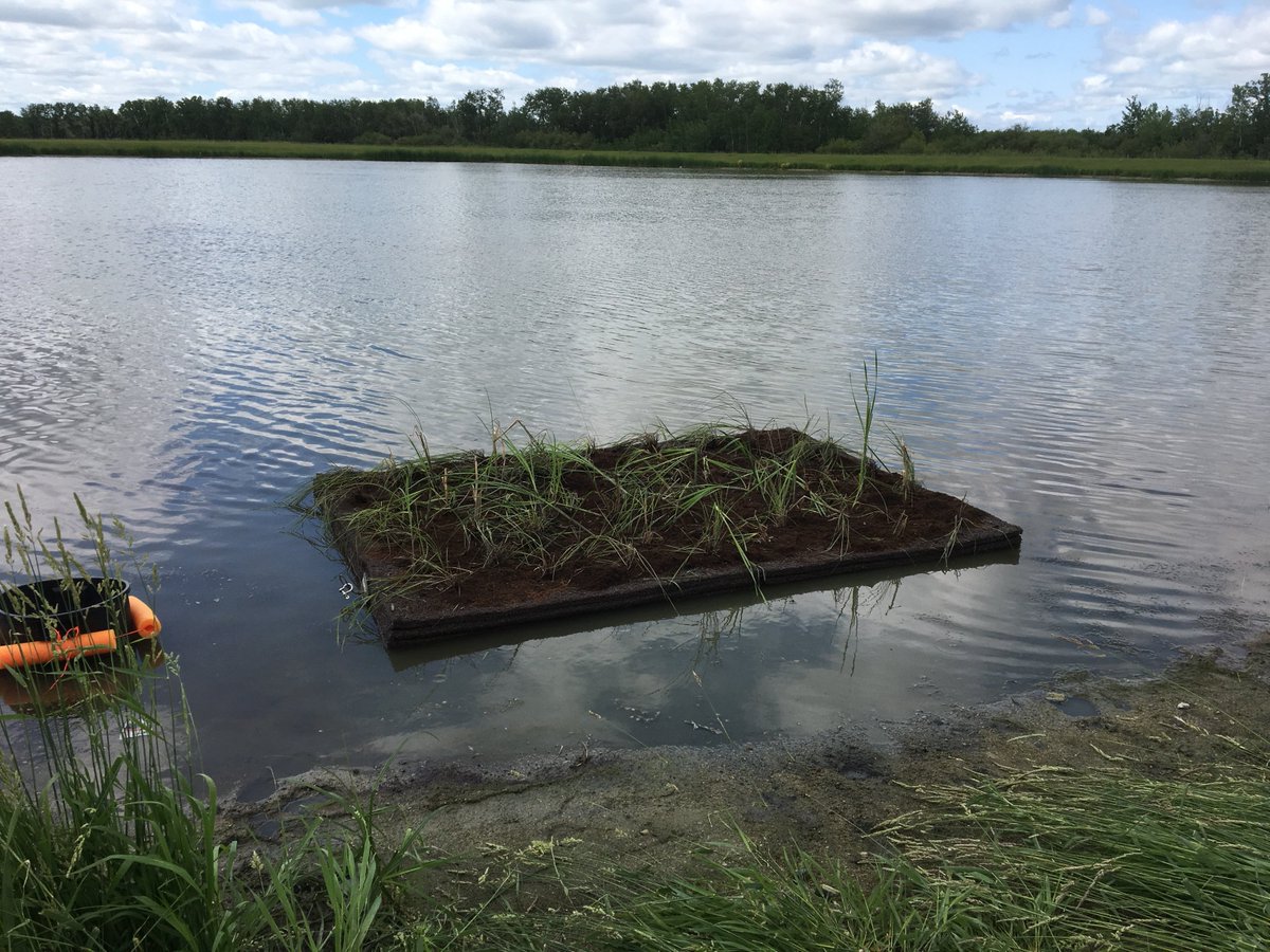 IISD Water tweet media