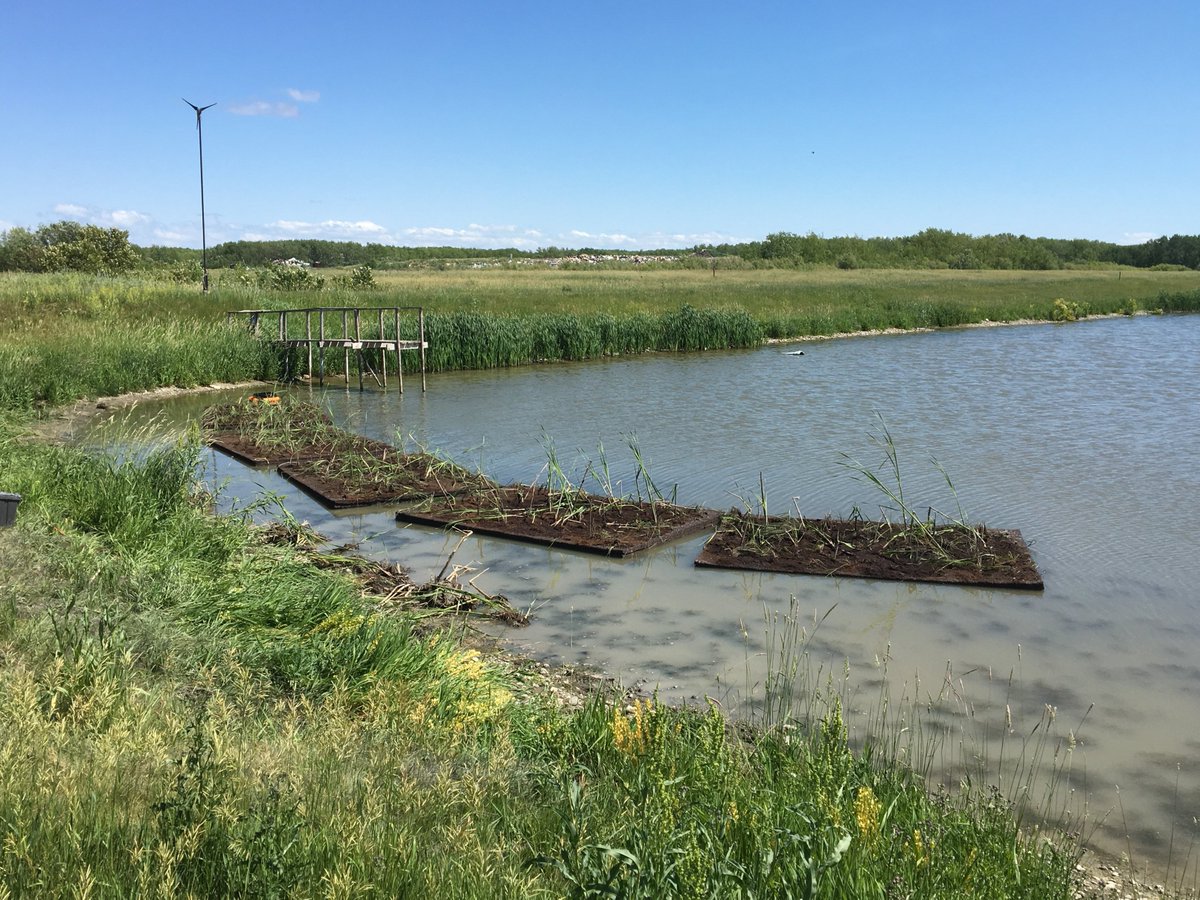 DYK we are unleashing five Floating Treatment Wetlands in #Dunnottar—to emulate wetlands and to try and remove excess nutrients (that lead to #AlgalBlooms). These photos show us deploying them, and if you want to learn more, click here... bit.ly/2Y0FNAj