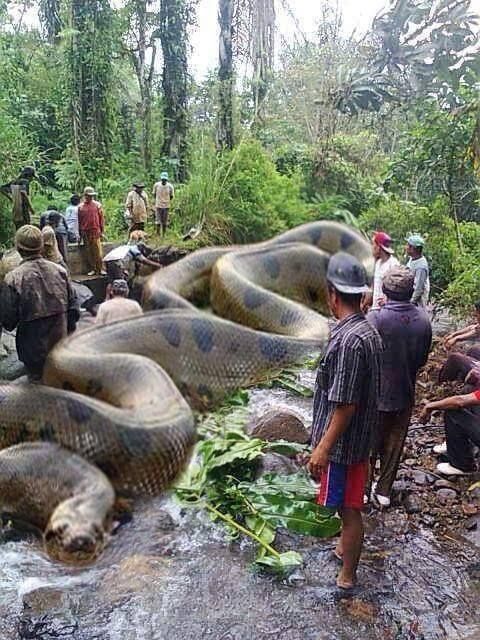 gamewriterMike's tweet image. In honor of #WorldSnakeDay: a 5-headed snake found in Kukke Subramanya, near Mangalore, Karnataka, sth India, & the world's biggest snake, an Anaconda - killed 257 human beings and 2325 animals - 134 ft long, 2067 kgs; Africa's Royal British commandos took 37 days to kill it.