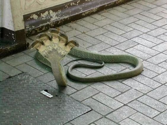 gamewriterMike's tweet image. In honor of #WorldSnakeDay: a 5-headed snake found in Kukke Subramanya, near Mangalore, Karnataka, sth India, & the world's biggest snake, an Anaconda - killed 257 human beings and 2325 animals - 134 ft long, 2067 kgs; Africa's Royal British commandos took 37 days to kill it.