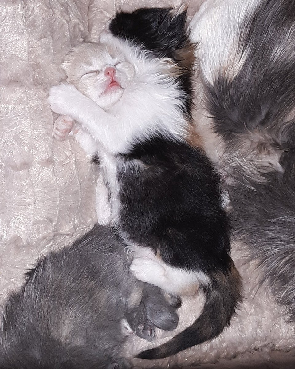 Lexie Treguboff tweet media