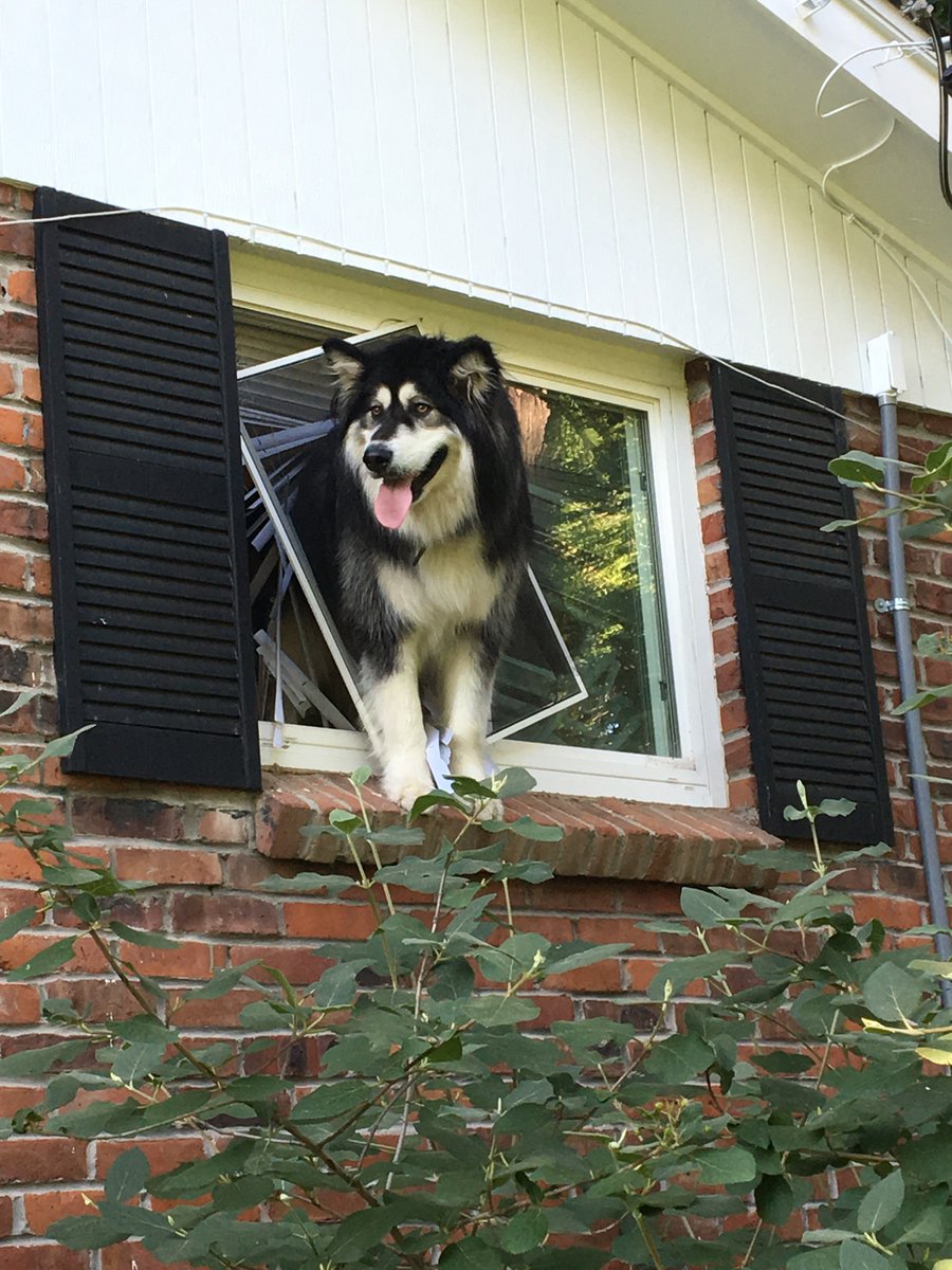 jeffcosheriffco's tweet photo. Today may be #TongueOutTuesday but it was also Head Through the Blinds for this pup after he got scared during a recent storm &amp; our Animal Control officers had to come &amp; free him #DoGoodWithGreen  #JeffCo https://t.co/dmFsuJEHtG
