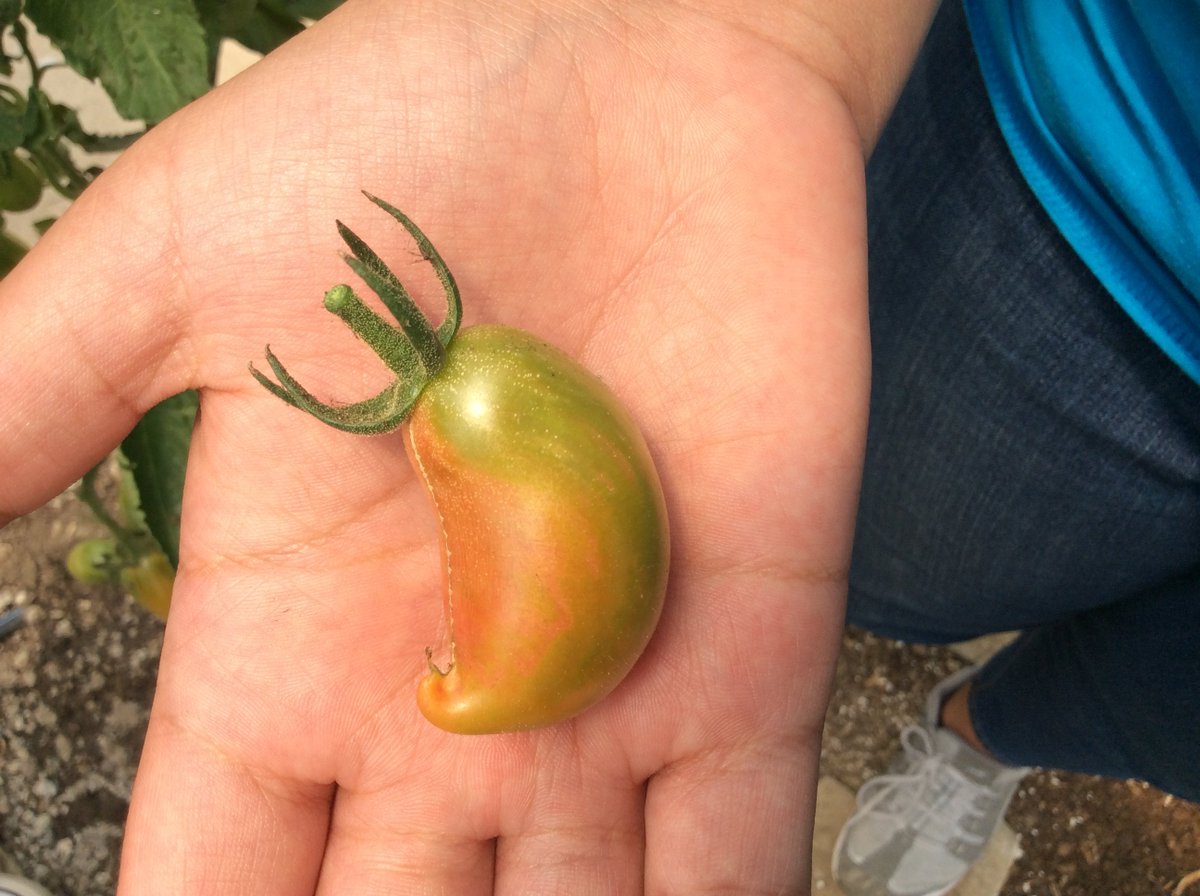 ChathamED's tweet photo. Social Activist #4 from @luminariPGH: "Just like people, all produce is beautiful!" #uglyfruit #prettyproduce #sustainability #foodwaste #SDGs #edenhall #edu4sustainability https://t.co/qD4vYuRGLn
