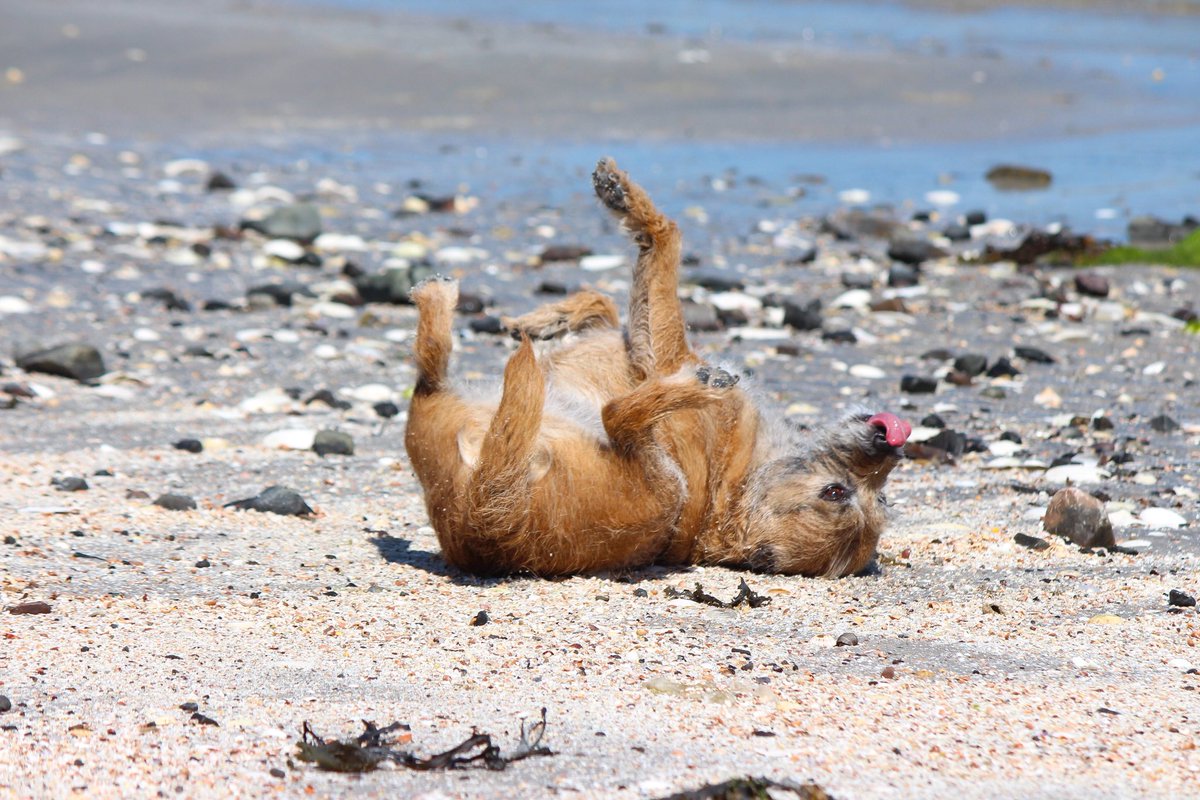 MillytheExplore's tweet photo. Tongue out Tuesday pals 😆 #BTposse #beachbum https://t.co/bGMA9Vrtzd