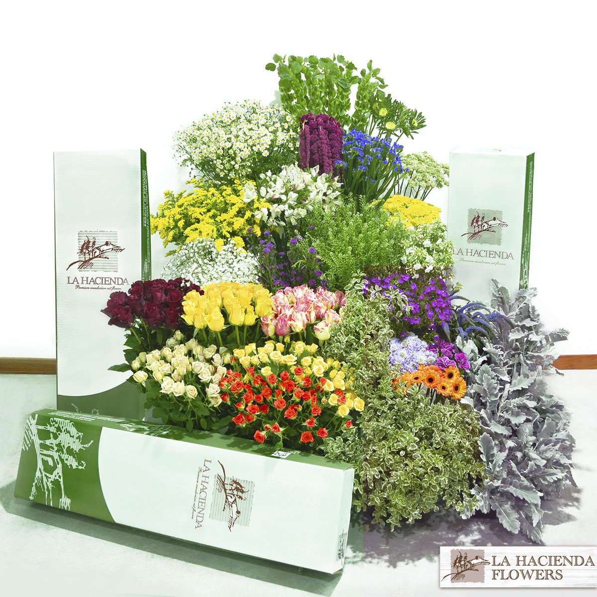 It's a lot of Fun for $99! Ask for our special sample boxes for new customers.
From Ecuador to USA in just three days!
#ecuadorianflowers #summerflowers #summer #sampleboxesx #lahaciendaflowers