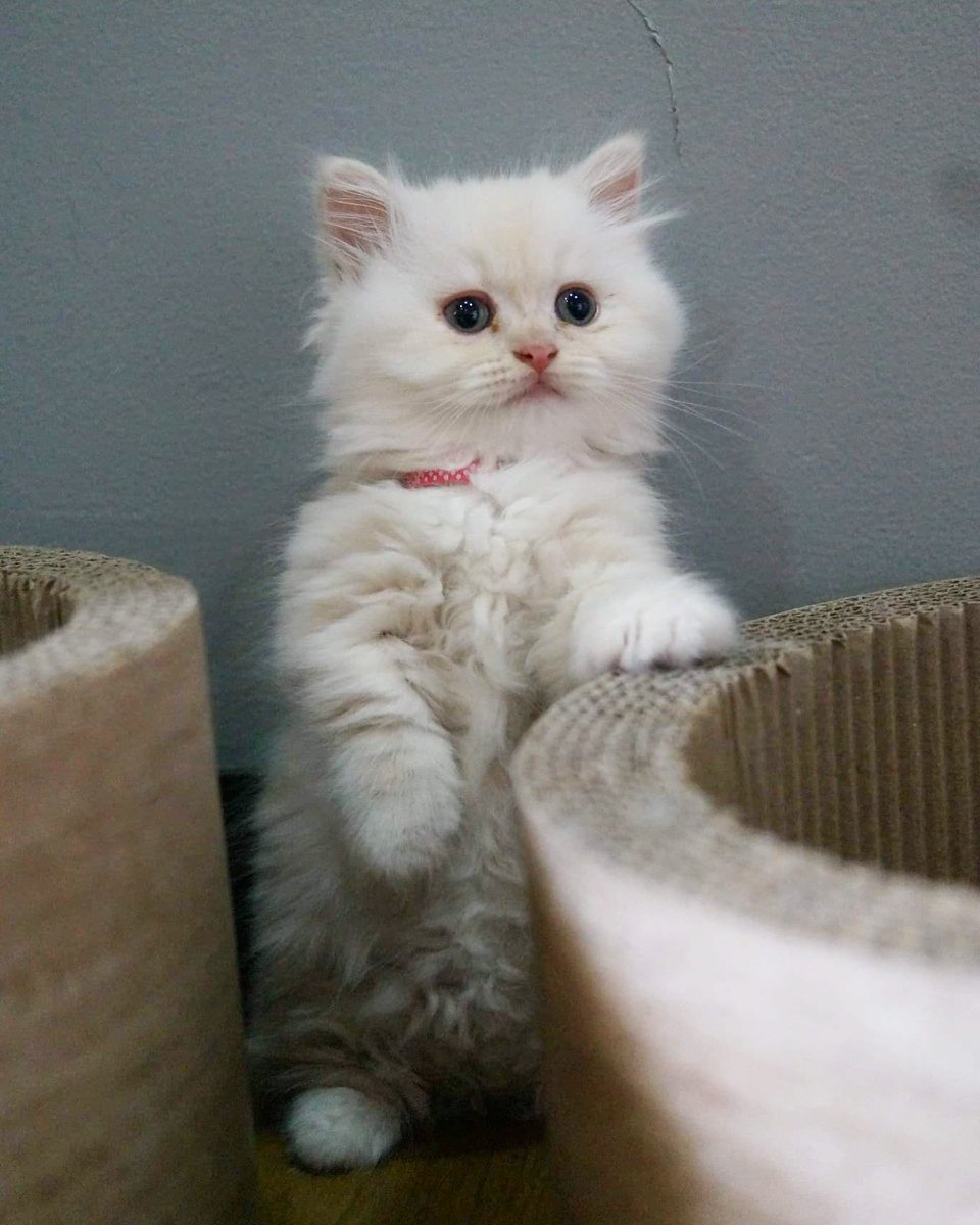 猫かふぇジュエリー