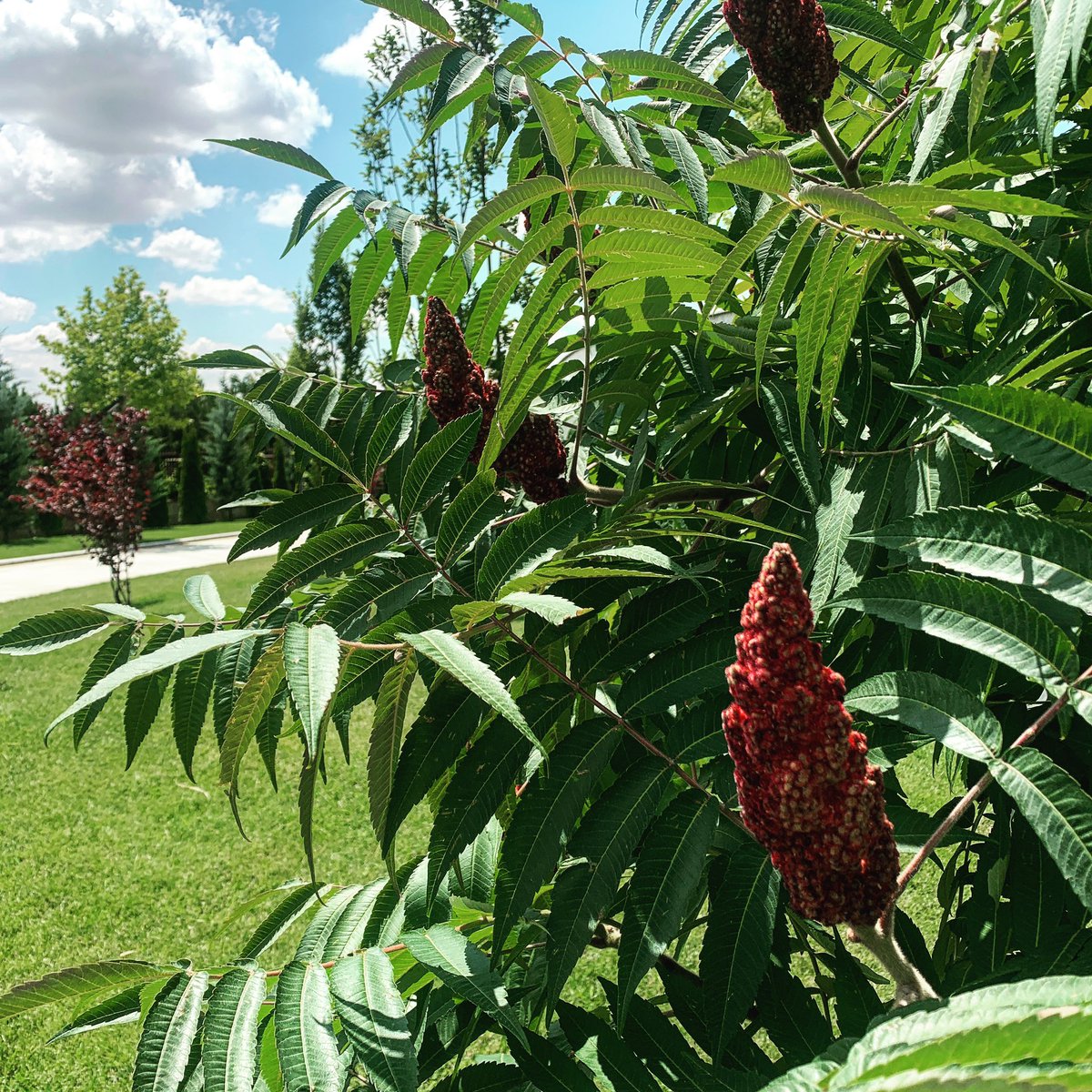 Sumak 🌿 #pentaproje #peyzaj #tasarim #uygulma #bakim #danismanlik #sumakagaci #landscapedesign #landscapemaintenance #rhustyphina