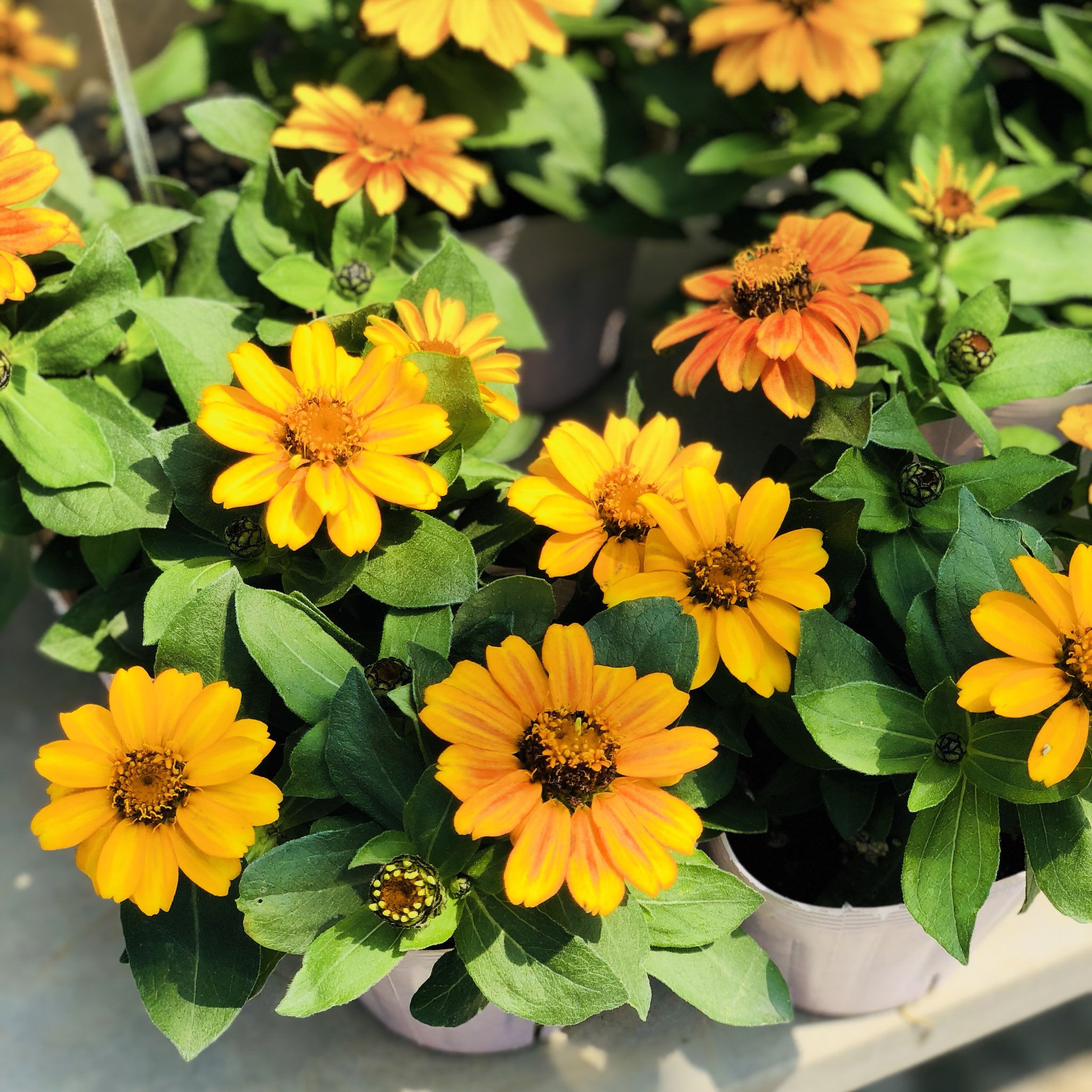 Twitter 上的 ライフ エコ 7月の寄せ植え 6 ビンカ 月明り ジニア 寄せ植え ビンカ月明り ビンカ ニチニチソウ 日々草 ジニア オシャレな植木鉢 7月の花 ライフエコ Lifeeco オニヅカ エコマルシェオニヅカ おしゃれな花 T Co X6qociq09w