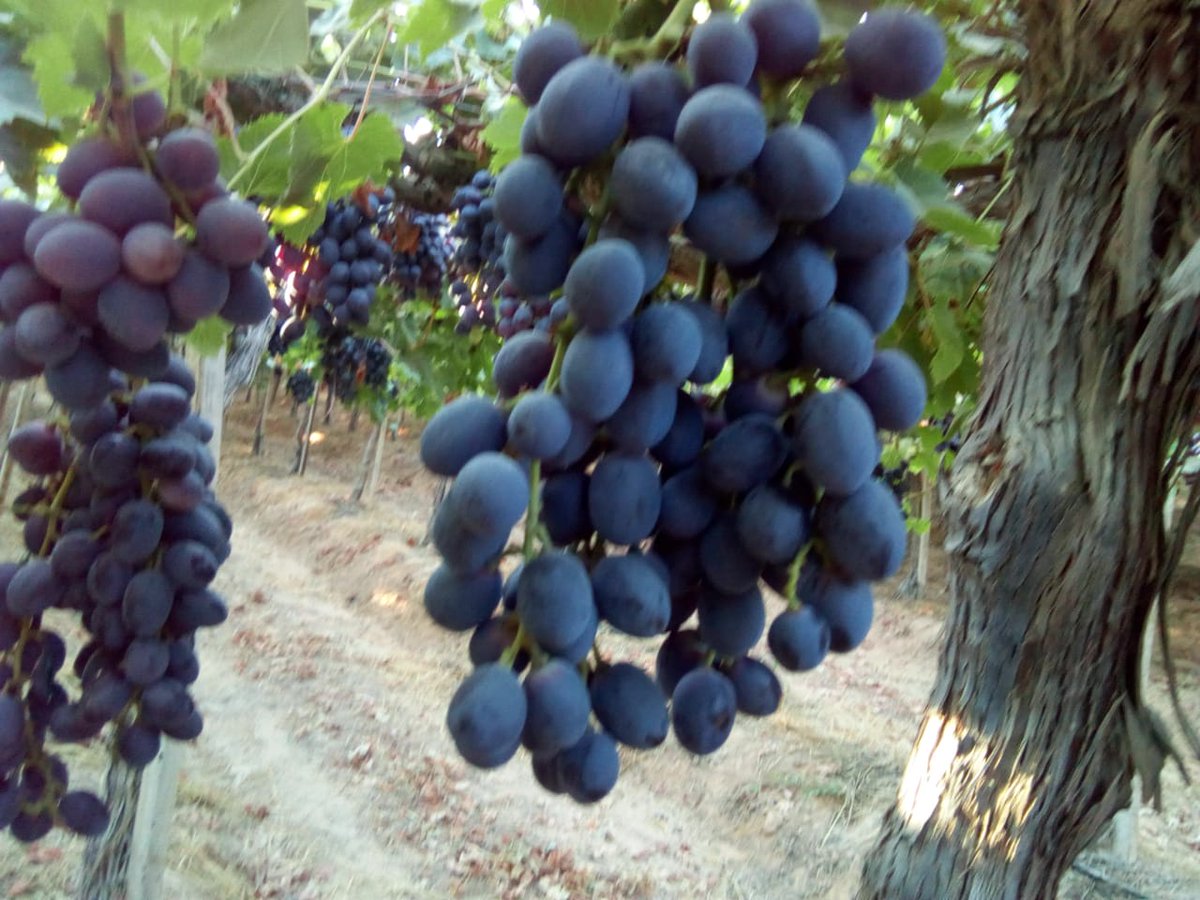 GreenNatureEg's tweet photo. Red Globe And Crimson Season Has Just Started   

🍇🍇🍇🍇🍇🍇🍇🍇🍇🍇

For All Your Inquiries Dont Hesitate To Contact : Marina Sobhi

Email : marina.sobhi@gnegypt.com

We Chat : marina_sobhi

Wats App : +20 1033351201

Website : https://t.co/VC0MYVaMkJ https://t.co/jaMvtvNH5m