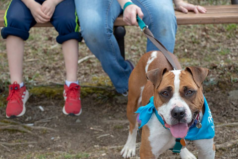 PhiladelphiaGov's tweet photo. ☀️ In times of excessive heat, it is against the law in Philadelphia to leave dogs outside without protection from the sun. Violators put their pets in grave danger and may face a $500 fine. Keep your family and pets safe ➡️ https://t.co/4ykKCe75S2 #StayCoolPHL https://t.co/p8EEik74z1