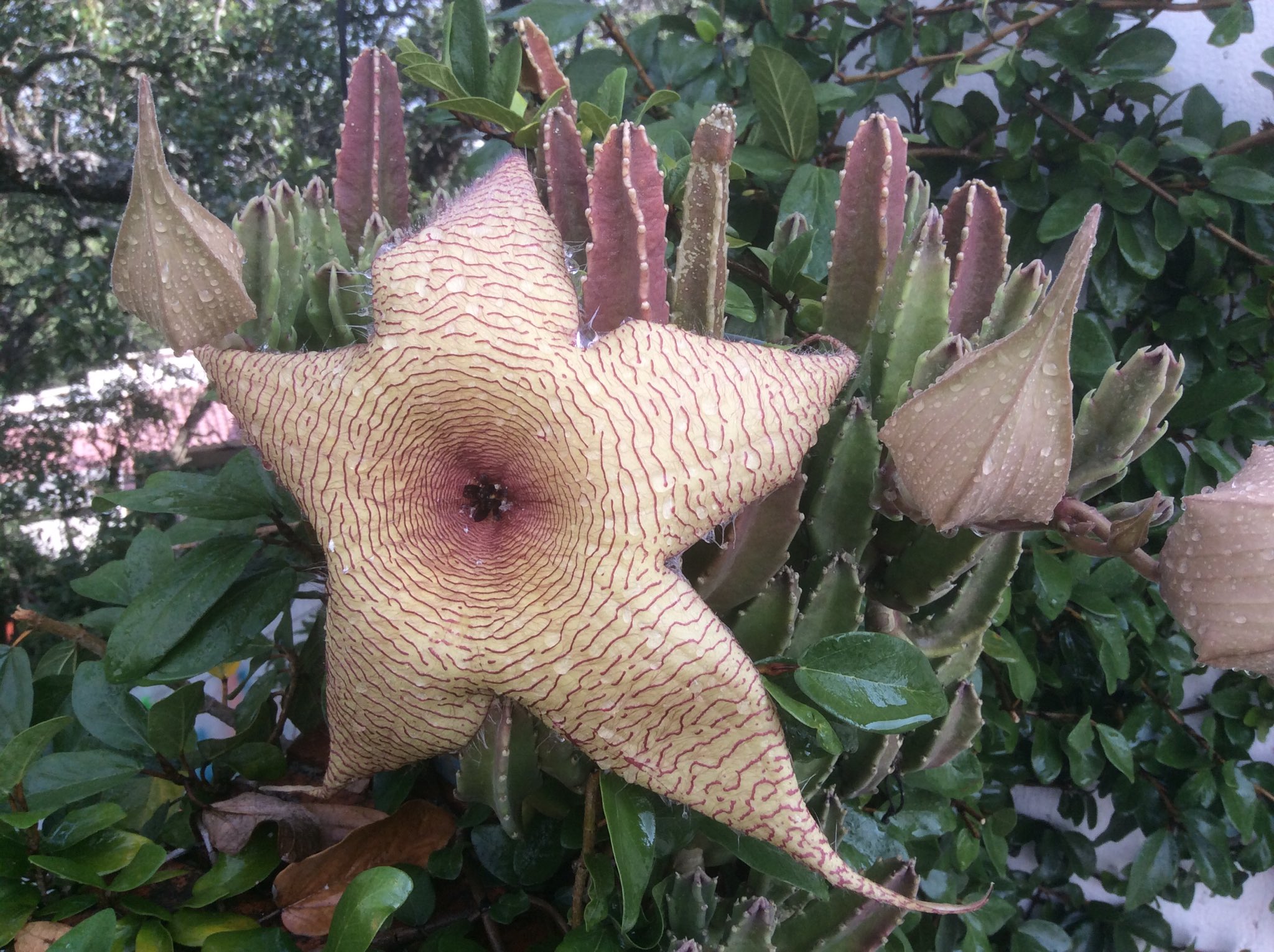 Happy birthday   Stewart Copeland. A soft cactus flower to honor your Musik and all your art! 