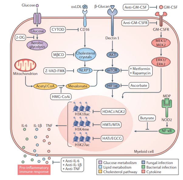 How can we leverage innate "trained' immunity to expand #immunotherapy efficacy in cancer ?
<a href="/NatRevDrugDisc/">Nature Reviews Drug Discovery</a> 
nature.com/articles/s4157…