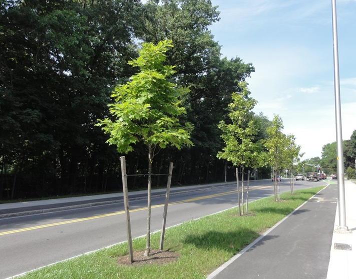 CambridgeDPW's tweet photo. With the exception of a few scattered storms, there isn't much rain forecast for the next 10 days. #CambMA street trees need your help! Can you water a tree or two in your neighborhood? https://t.co/1r5smyWzy3 https://t.co/P5WW4Olf9n
