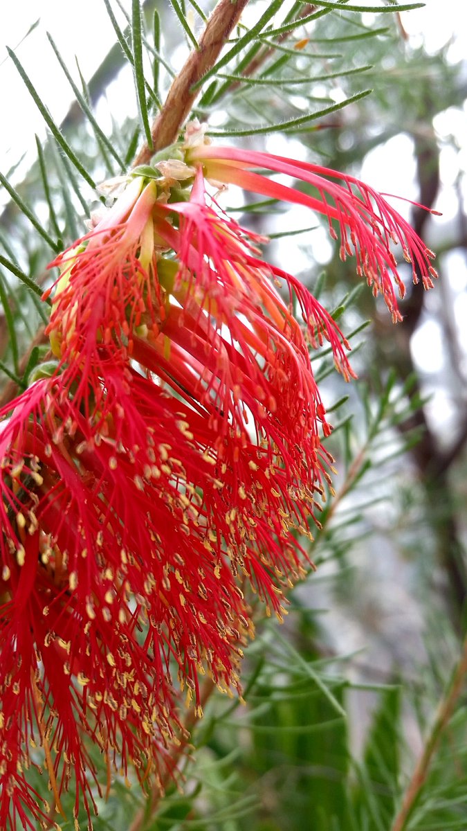 mimulusly's tweet photo. M is for #Myrtaceae, the myrtle family. These are the flowers of #Calothamnus quadrifidus (one-sided bottlebrush), a native of Western Australia! #AngiospermAlphabet #uconneeb #botany https://t.co/wOP2xcXHyK