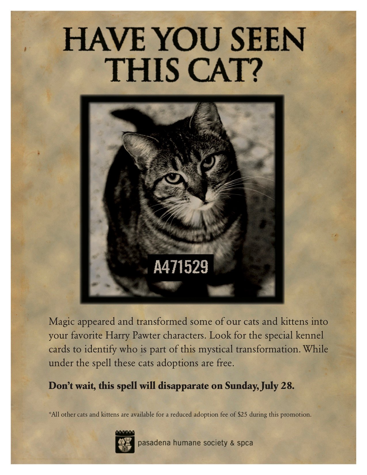 Make sure to name your cat before the Hagrid Scaredy-Cats SQ :  r/HPHogwartsMystery