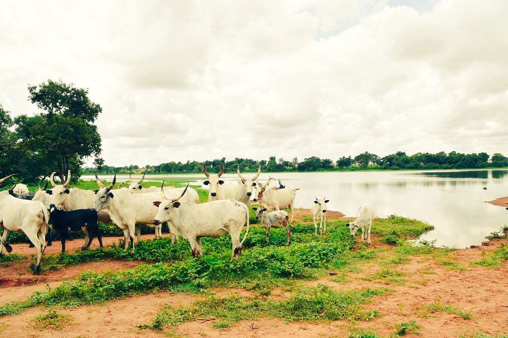 OvieAli's tweet photo. This is the 45,000 hectares Niger is giving to herdsmen for RUGA. The state govt is building schools,hospitals,and confining them to this large space. Niger state is bigger than SouthWest (without Lagos). I see an end to the farmers-herders clashes in the distance. There's HOPE. https://t.co/J3RMLj88Ky