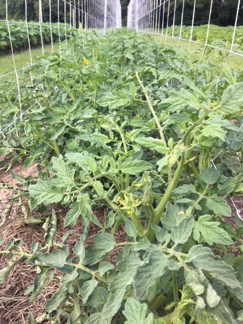 Available at The Fairhope Market now! 
Purple Hull Peas and a variety of tomatoes are in stock and we’ve got more tomatoes and okra coming soon. Stop my the Market today and get em before they’re gone! 

#weeksbayplantation #organic #farm #shoplocal #eatlocal #fairhopealabama