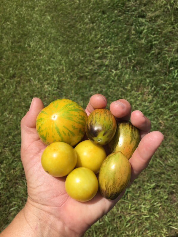 WeeksBayBERRIES's tweet photo. Available at The Fairhope Market now! 
Purple Hull Peas and a variety of tomatoes are in stock and we’ve got more tomatoes and okra coming soon. Stop my the Market today and get em before they’re gone! 

#weeksbayplantation #organic #farm #shoplocal #eatlocal #fairhopealabama https://t.co/UgNpkCHQ6h
