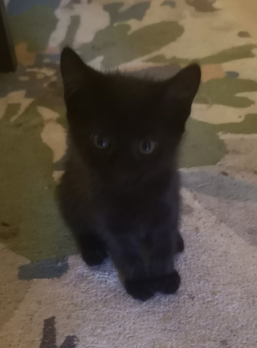 DinkySw's tweet photo. This is Ru, many will think she is named after Ru Paul but I've decided on Rubella and I'm sticking to it #RuPaul #CatRace https://t.co/ff3VyJB8TO