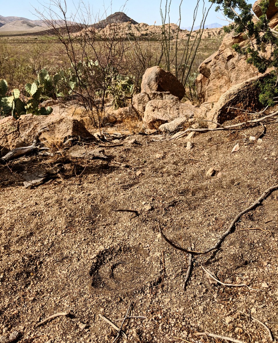 snakeymama's tweet photo. This sums up our trip so far... we know the snakes are there, but we can't see 'em! It's dry as a dead dingo's donger out here, but storms are a'comin! #swrsherp19 #rattlesnakes #coiledsnake #animaltracks #newmexico #peloncillos #WorldSnakeDay https://t.co/F9RP4QuRJa