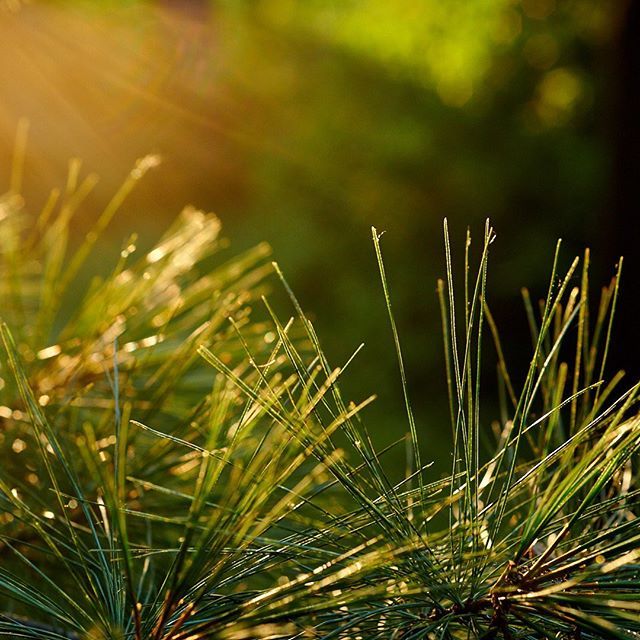 peterholdmann's tweet photo. Something a little different. D850 with 60mm f/2.8d macro, @3leggedthing Winston tripod, and some fill from a @litragear Litra Pro
-
-
#goldenhour #sunset #pine #pineneedles #tree #nature #landscape #landscapephotohub #nikon #nikonnofilter #litra #litrap… https://t.co/0MnhYscWrK https://t.co/1538IKVUMv