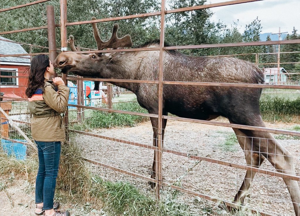 elysia_rod's tweet photo. Oh, I also kissed a moose. #wheninalaska https://t.co/lDYyLPbKoQ