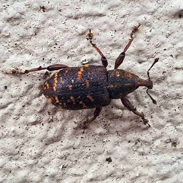 Think this is a large pine weevil, a pest in coniferous forests, an ally in the struggle against all the monoculture forestry we have in Ireland.

#weevil #pineweevil #largepineweevil #coniferous #coniferousforest #pest #coniferousforestrypest #beetle #irishbeetle #handsome …