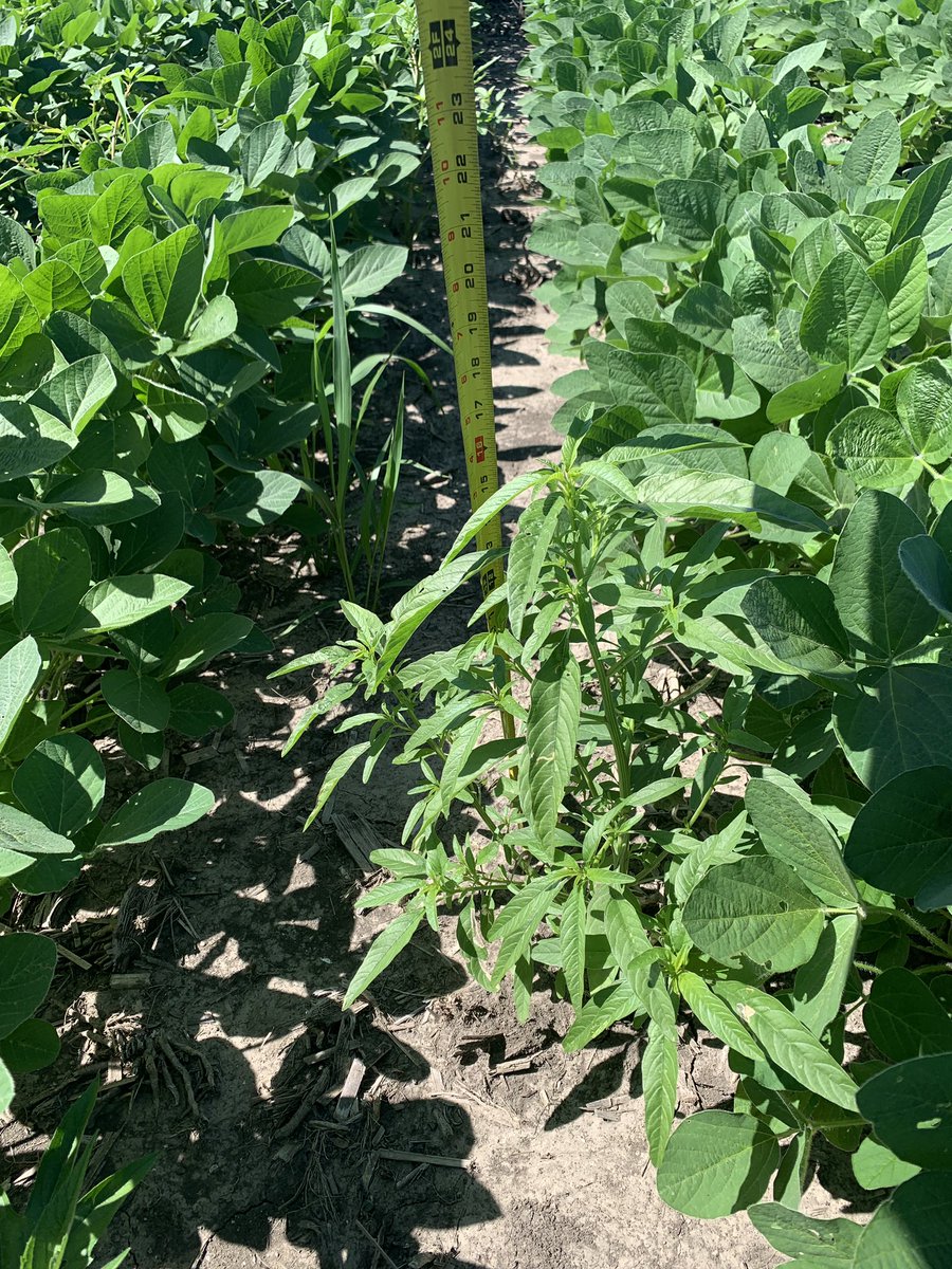 DustinDale83's tweet photo. 24 hours post application spray with #Enlist is making this noxious waterhemp weed very sick!   Excited about this new technology. @NuTechSeed https://t.co/npfsVbzSft