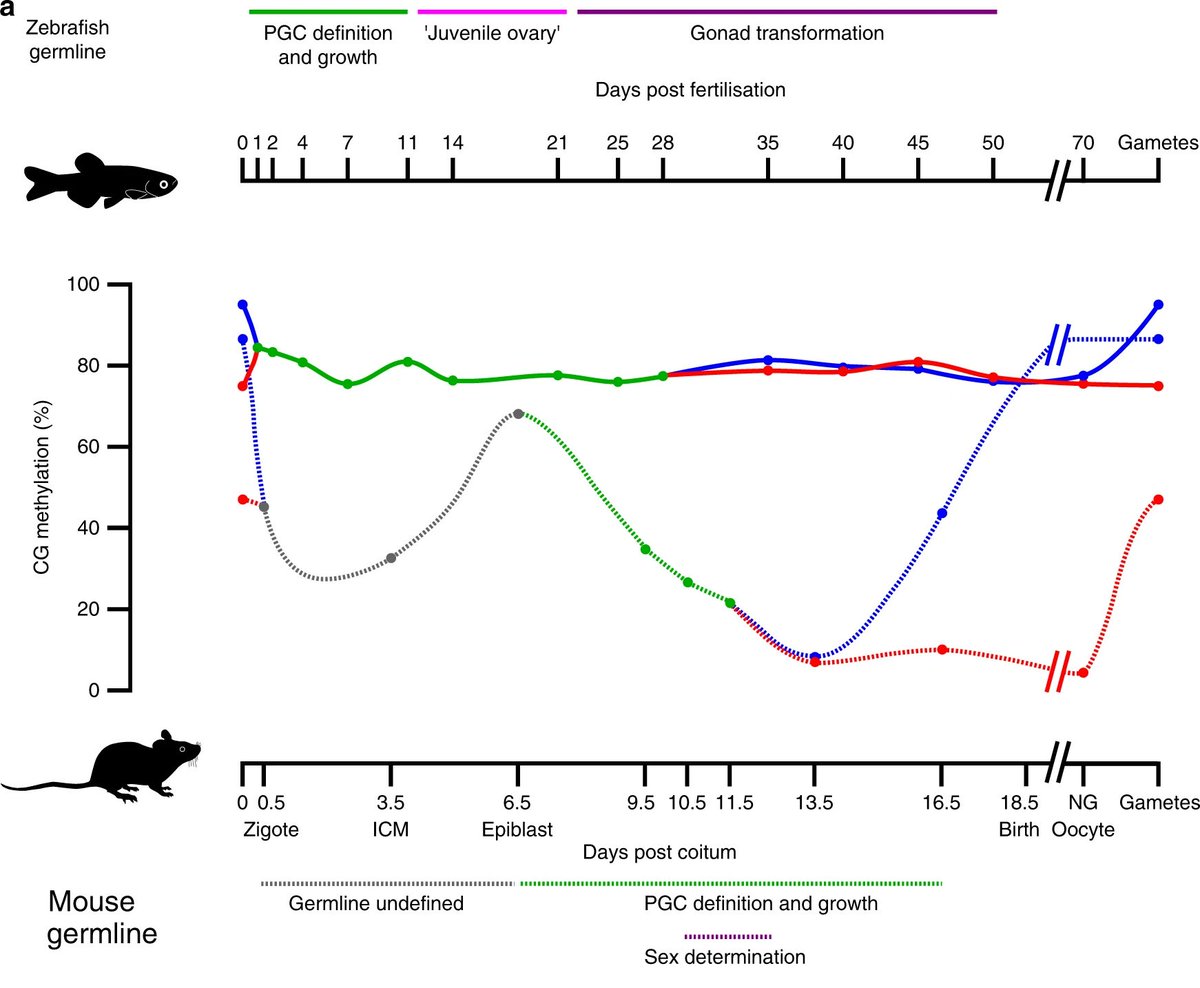 OscarJ_Ortega's tweet photo. Our work is now in @NatureComms! In stark contrast to mammals, the zebrafish germline preserves global DNA methylation. Intriguing differences in epigenetic dynamics across vertebrates. 🐟🐭 https://t.co/BEsyM8UJRv
Huge thanks @epi_otago  @ProfGemmell @otago https://t.co/GXTtSQyY2b
