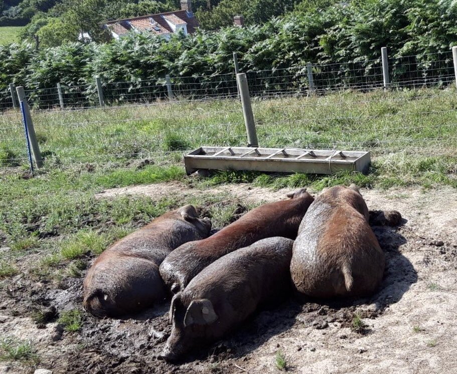 devajanw's tweet photo. The girls have arrived safely in Guernsey and look very content in their new home 🙂 I can’t wait to see details of their litters in Aug/Sept. Best of luck to Wallow Charcuterie. #duroc #durocs #devadurocs @MeatyAndrew https://t.co/vevent6RUu
