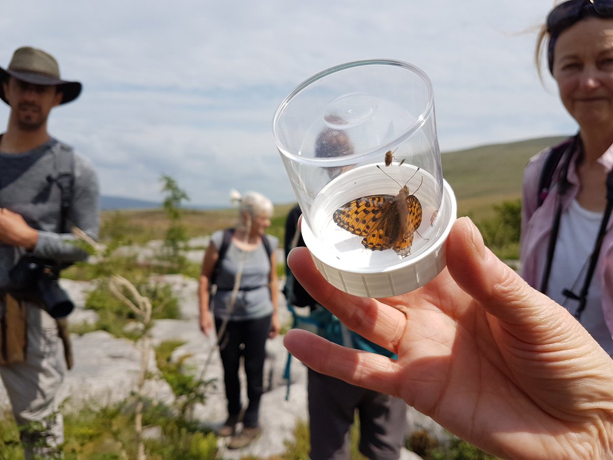 Last in a series of 6 excellent joint events with <a href="/IngleboroughNNR/">Ingleborough NNR</a> today, visiting the Southerscales and Scar Close areas. Melancholy thistle and Small Pearl-bordered Fritillary amongst the highlights. Same again next year?