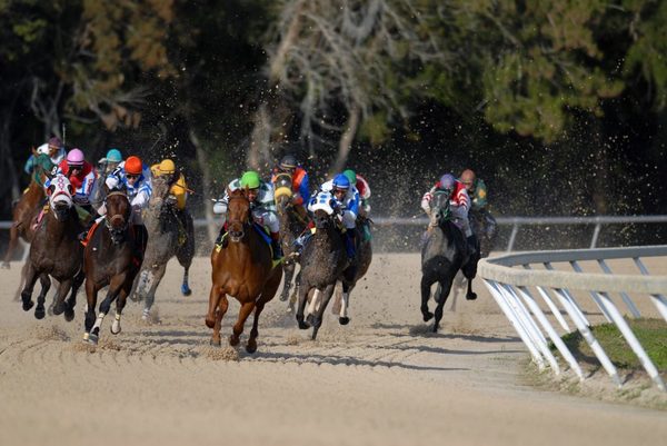 LegacyMedDog's tweet photo. Top Tips for Better Horse Race Punting Previous Magazine https://t.co/hERSpzNCoz https://t.co/GAYVd1PgOm