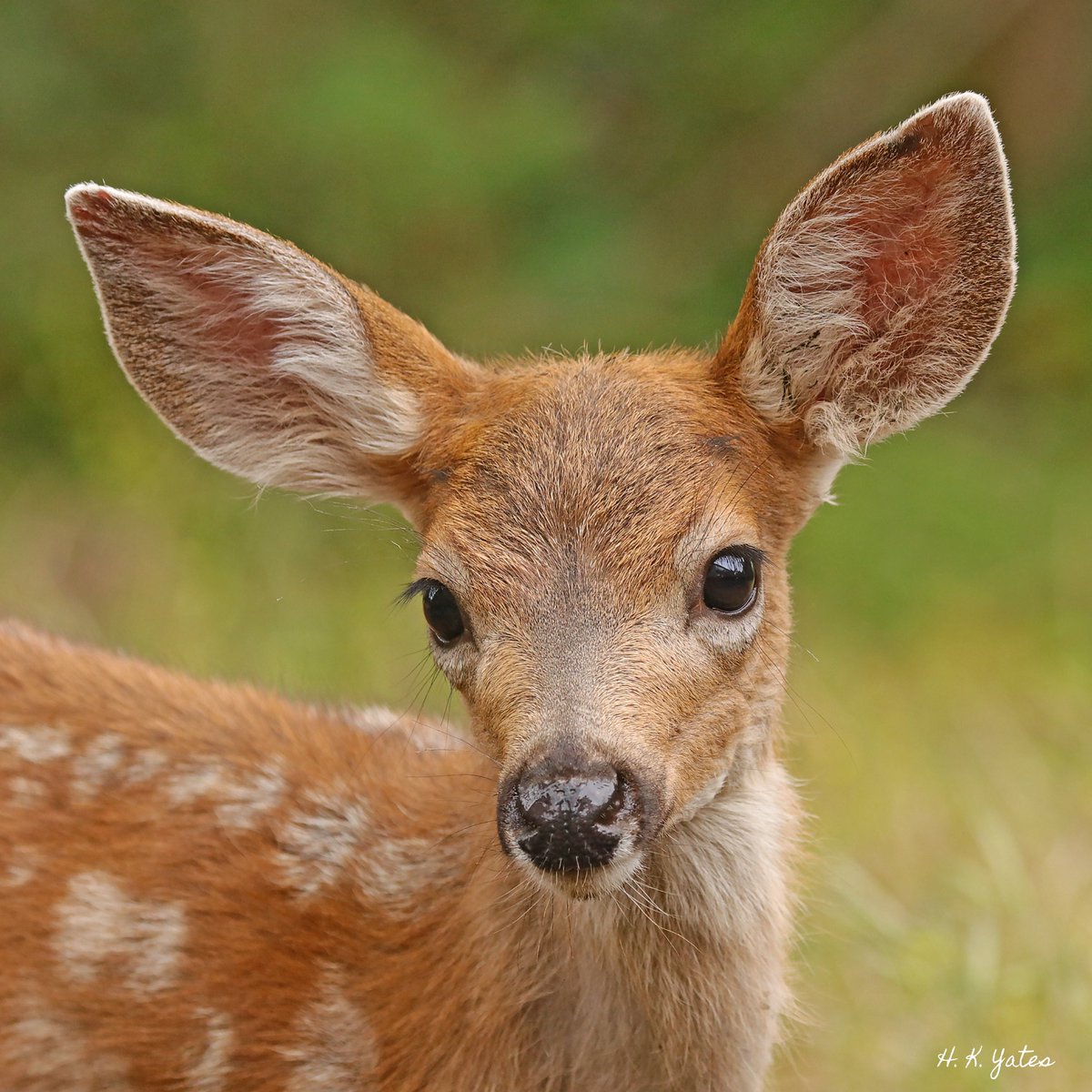 HeidiKYates's tweet photo. One of my little buddies.
I โค๏ธ my #backyarddeer ๐ https://t.co/REUlMaDmn3