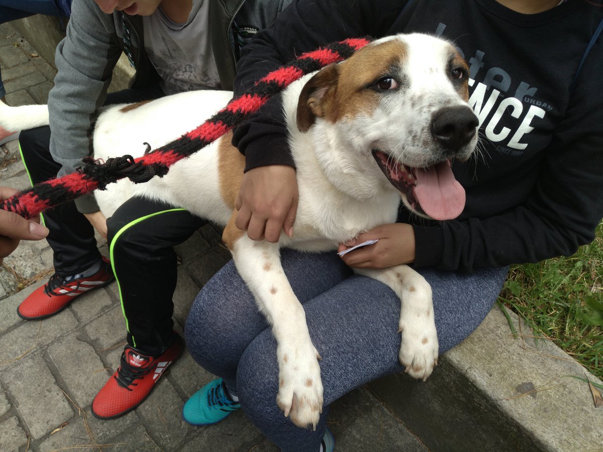 AnimalesBOG's tweet photo. #BogotáCiudadDigital 📲
A través de nuestra aplicación #DistritoAppnimal, más de 52 familias han solicitado ser Hogares de Paso y ser héroes ayudando en la recuperación de animales víctimas de accidentes o de maltrato.🐶🐱 https://t.co/yAMshWFpr4