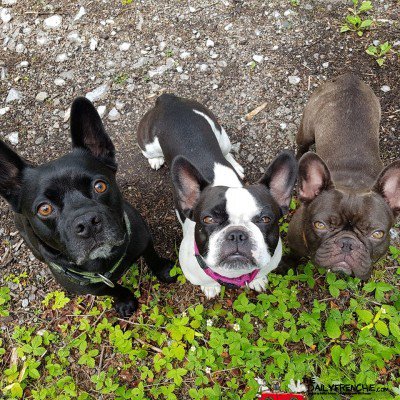 DailyFrenchie's tweet image. Trio Jakob ❤ - bit.ly/2keOk0n - #frenchie #bulldog #frenchbulldog #frenchbo #puppylove
