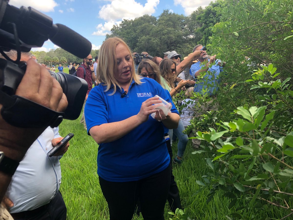 UFIFAS_IRREC's tweet photo. UF/IFAS Dr. Carey Minteer releases the first biological control insect against Brazilian peppertree today #BrazilianPepperBiocontrol https://t.co/ZJhrX8Qdae