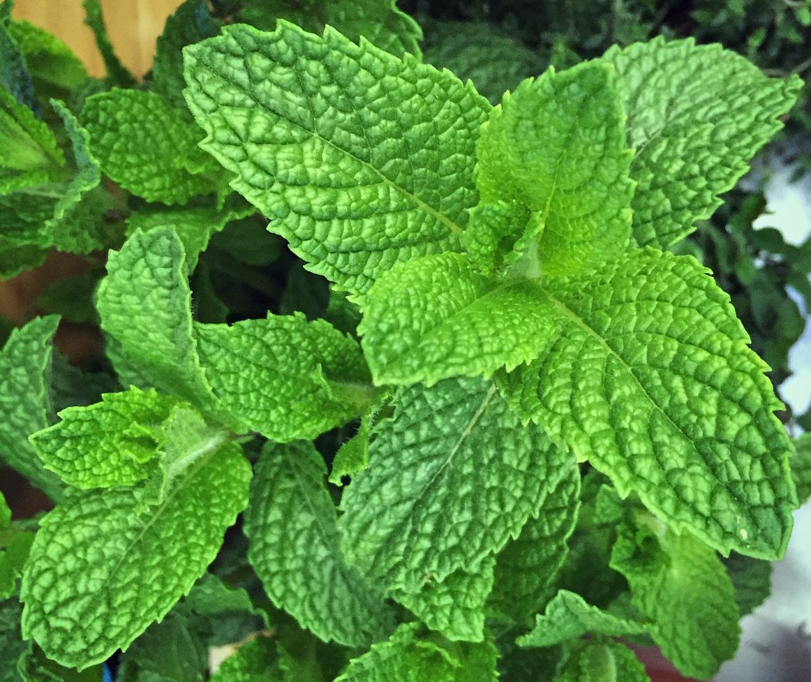 SoliOrganicUS's tweet photo. Lunch got you feeling a little off? Turns out #mint can help ease tummy troubles. And #bioponic farming of #mint helps ease some of the planet’s troubles. Double mint Win. #thatstasty #thatsmint https://t.co/Qziknd94ks