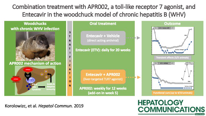 Liver‐Targeted Toll‐Like Receptor 7 Agonist Combined With Entecavir Promotes a Functional Cure in the Woodchuck Model of Hepatitis B Virus ow.ly/Dl9550v23eX #HBV #HepatitisB #entecavir #woodchuck #VisualAbstract #AASLDjournals @GSzaboMD