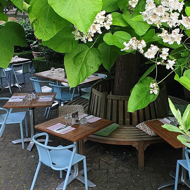 laurajeaster's tweet photo. The @lussmanns bean tree in flower, the jazz pianist on the way, chilled wine in the fridge. Happy Tuesdays 👍🎹🥂 #livejazz #livemusic #harpenden #sustainablerestaurant #goodfoodgoodvibes https://t.co/3FJO5LVc4d https://t.co/YxGsejxTuv