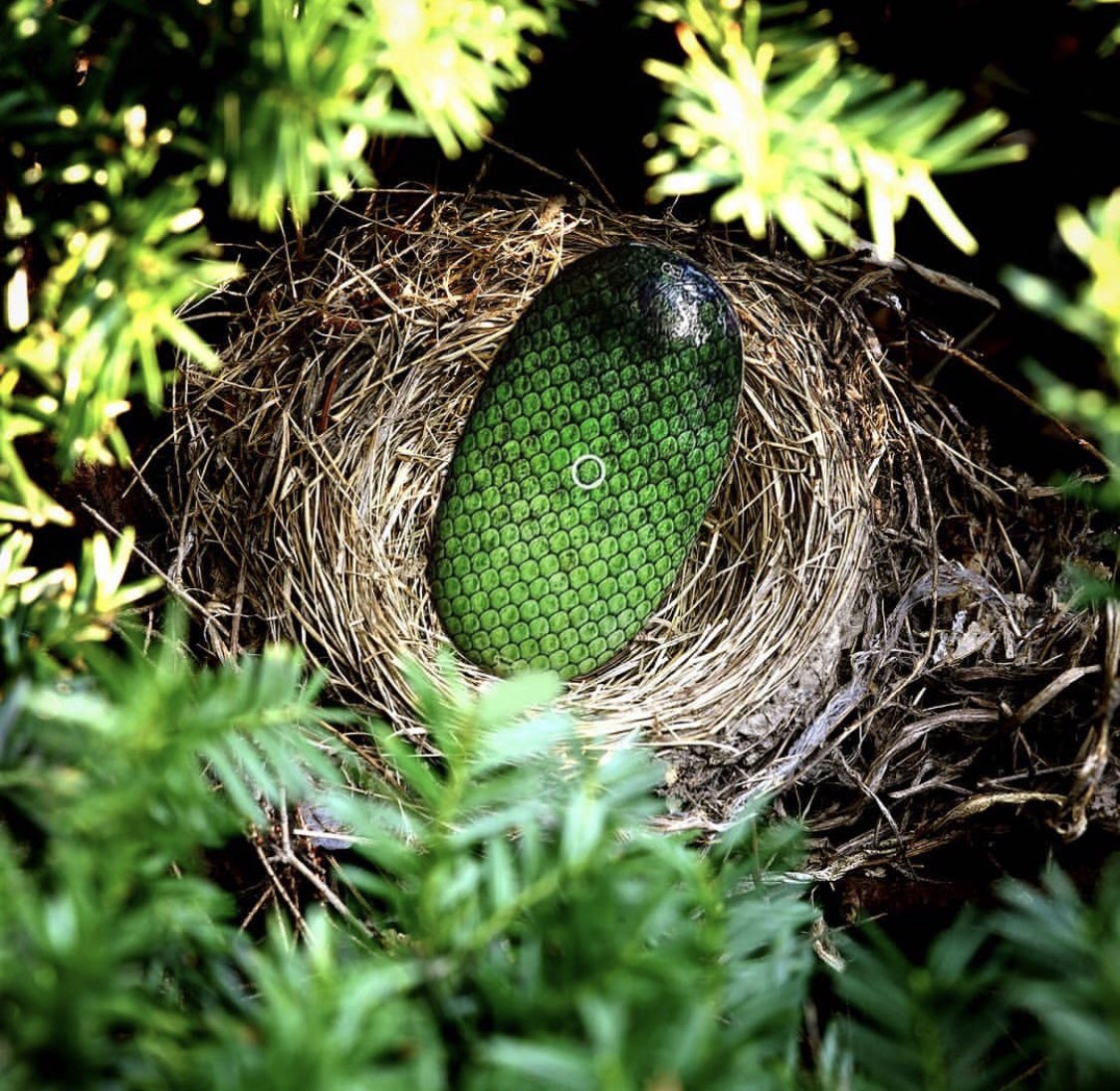oncloudvapor's tweet photo. Dragons Chillin in the nest 🐲
🌐: https://t.co/zEzuwOdinQ
📸: exhale_col
#vape #oncloud #ion #podstystem #vapelyfe #vapegram #instavape #vapeporn #instadaily #art #vapeon #vapedaily #vapeworld #instapic #throne #lazysunday #ionpodsystem #dragonstone #nesting #instacool #got https://t.co/ZHMhyM9xMA