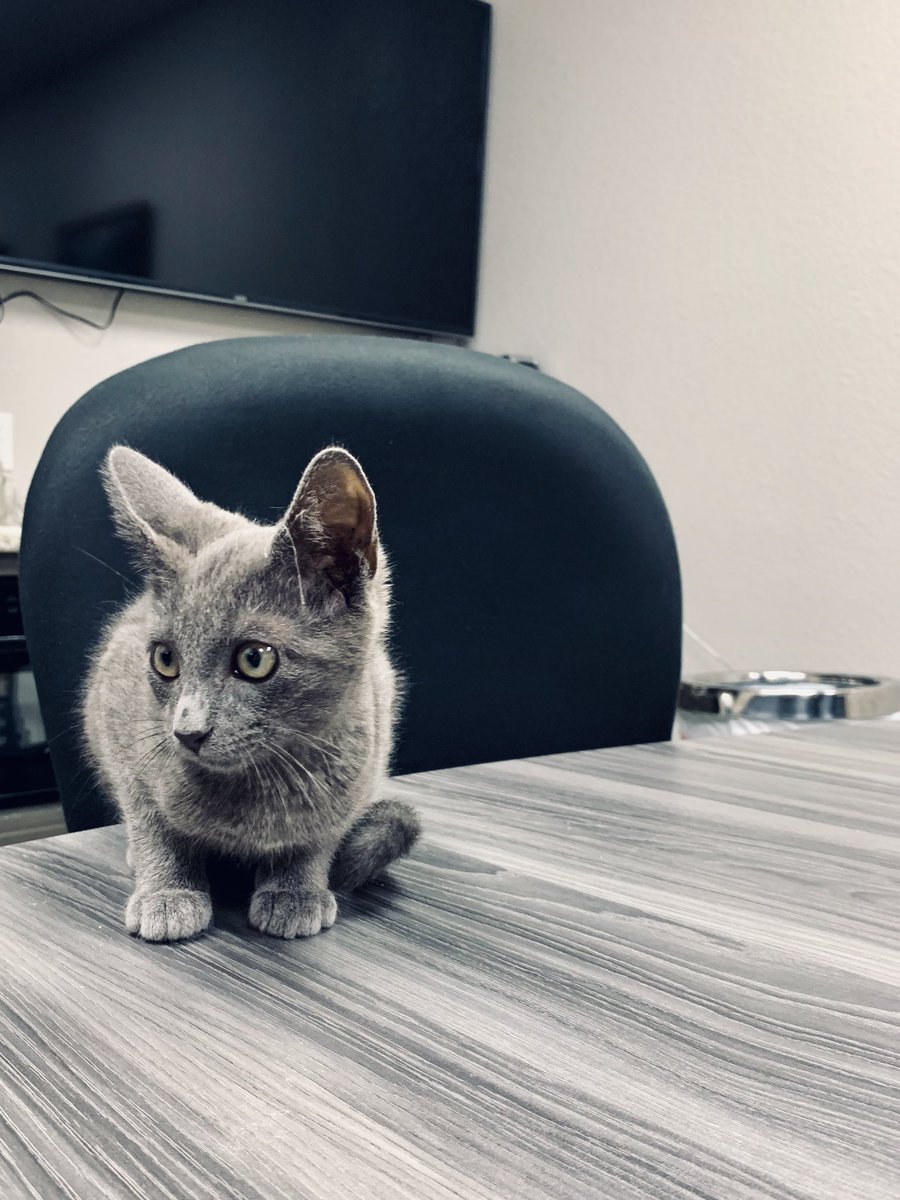 Paramountwaste1's tweet photo. Meet “Sludge” the newest member of the Paramount Wastewater family!😁 Mr. Sludge joined us by wandering into a garage one night... therefore, we at Paramount (obviously) felt he needed to be a part of the team! So visit us today to meet our newest (and cutest!) family member.😉 https://t.co/ppspxk4qPI