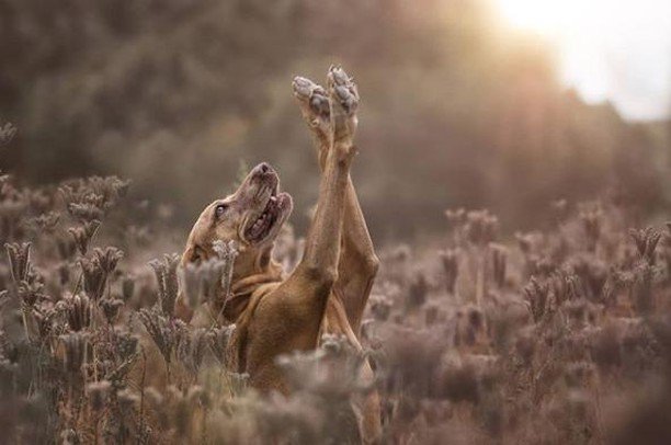 roverdotcom_es's tweet photo. ¡Feliz tarde! 🌸
Créditos: @momentiva_fotografie
.
.
#perros #amordeperros #perrosfelices #dogsofig #happydogs #cutedogs #lovedogs https://t.co/dtPXx2IklF https://t.co/4qfeI5RGIN