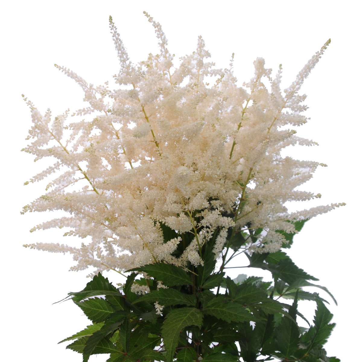 The Heirloom Essence of Astilbe is making it Hot, Hot, Hot.  Cool photos and history, plus Sun Valley's plan for year-round Astilbe on the blog today.  sunvalleyfloralfarms.blogspot.com/2019/07/astilb…
.
#Astilbe #AmericanGrown #CAGrown #SunValleyFloralFarms