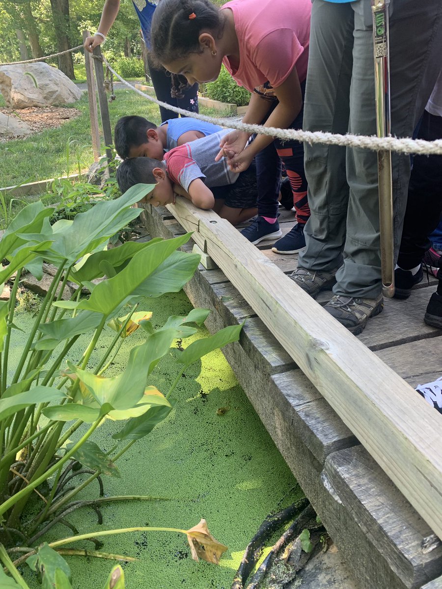 GRES_3rdGrade's tweet photo. Excitement struck right before we took a hike to learn more about erosion (last week's flooding was a perfect example of extreme weather) at Riverbend Park. Can you spot our little friend in the water? @FCPS_Summer @fcpsaap @GrahamRoadES #FCPSYoungScholars https://t.co/EsCSscXXrz