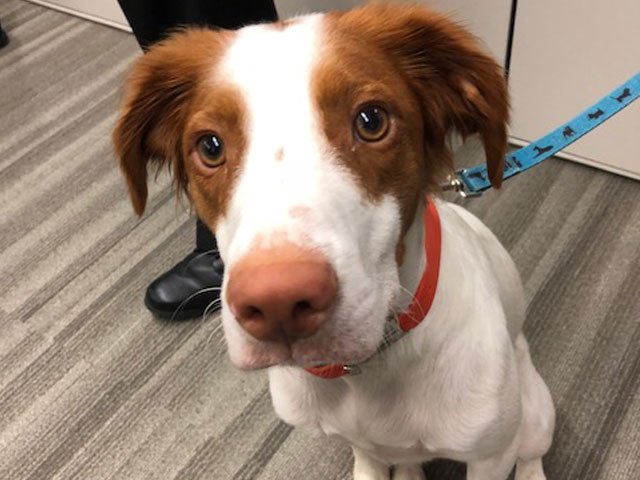 OHTec (@ohteconline) on Twitter photo Last week, <a href="/crum_forster/">Crum & Forster</a> Pet Insurance hosted the NEO CIO Forum. Attendees received an overview of the C&F Data Analytics program and the corporate-wide Data Science Summit and got to hang out with Copper here. Every day is bring your dog to work day at Crum & Forster! Last week, <a href="/crum_forster/">Crum & Forster</a> Pet Insurance hosted the NEO CIO Forum. Attendees received an overview of the C&F Data Analytics program and the corporate-wide Data Science Summit and got to hang out with Copper here. Every day is bring your dog to work day at Crum & Forster!