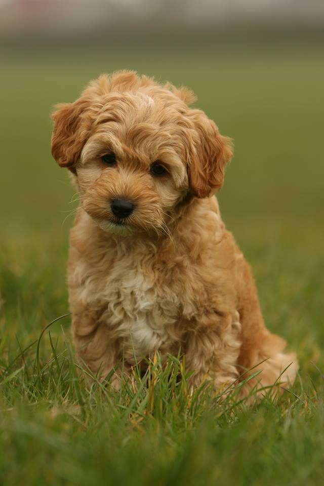 autarky dog food stockists